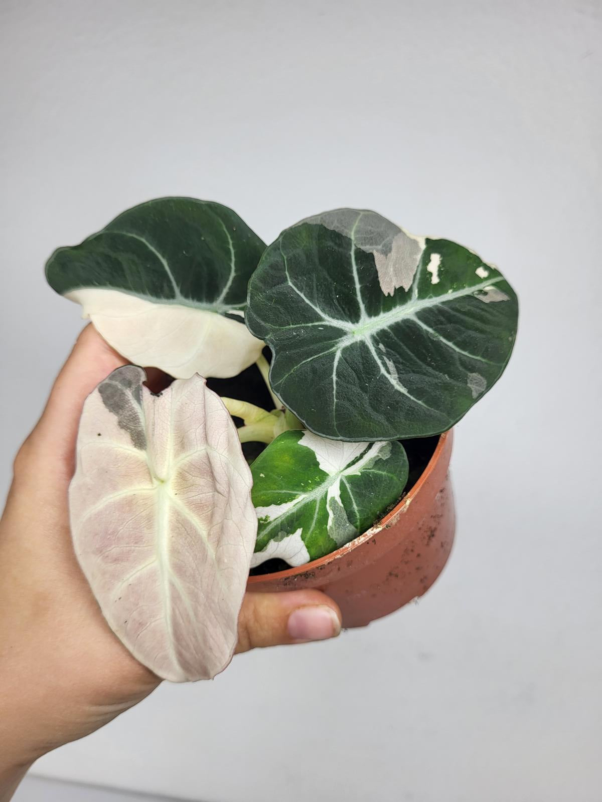 Alocasia Black Velvet Pink Variegata