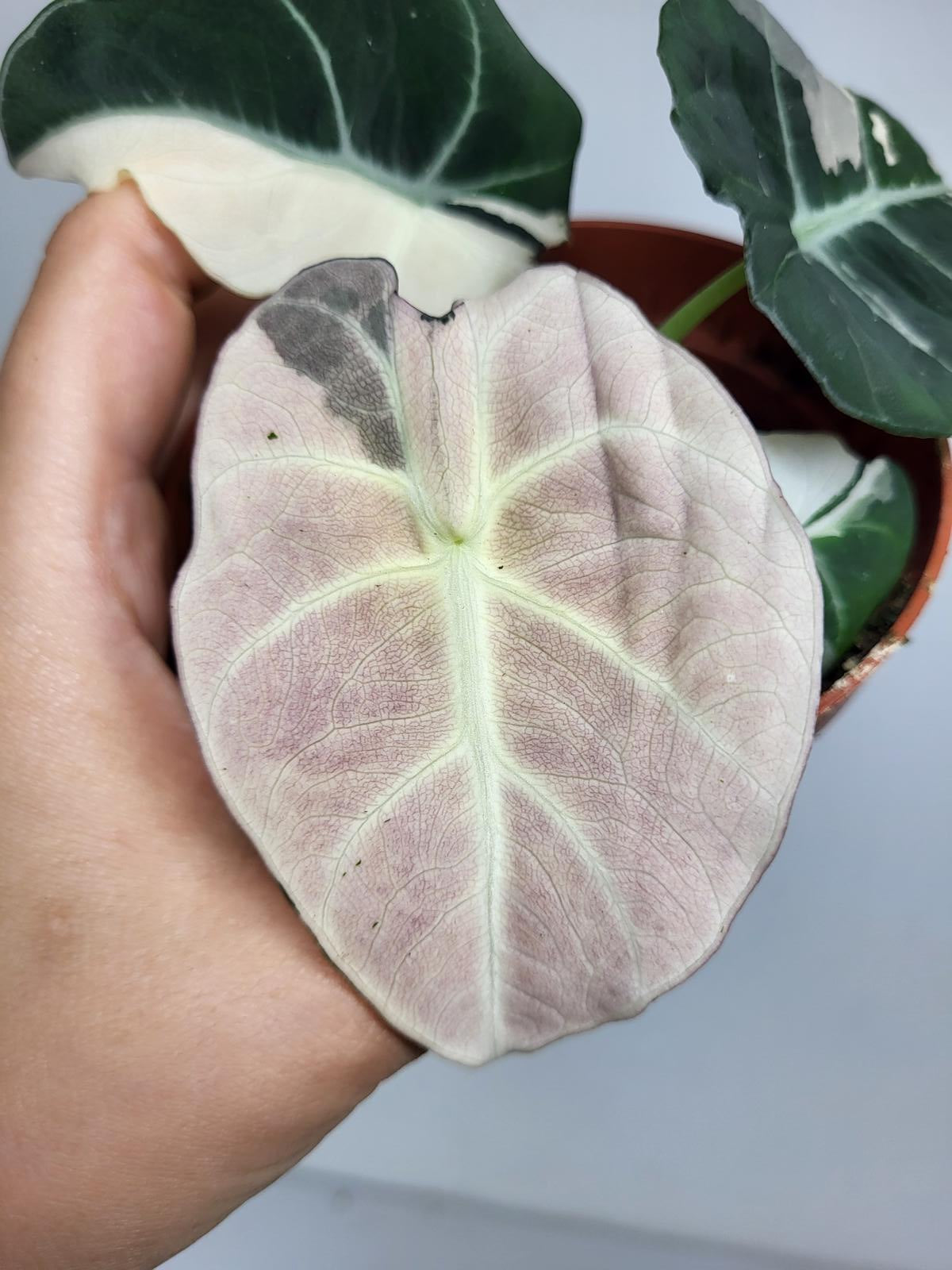 Alocasia Black Velvet Pink Variegata