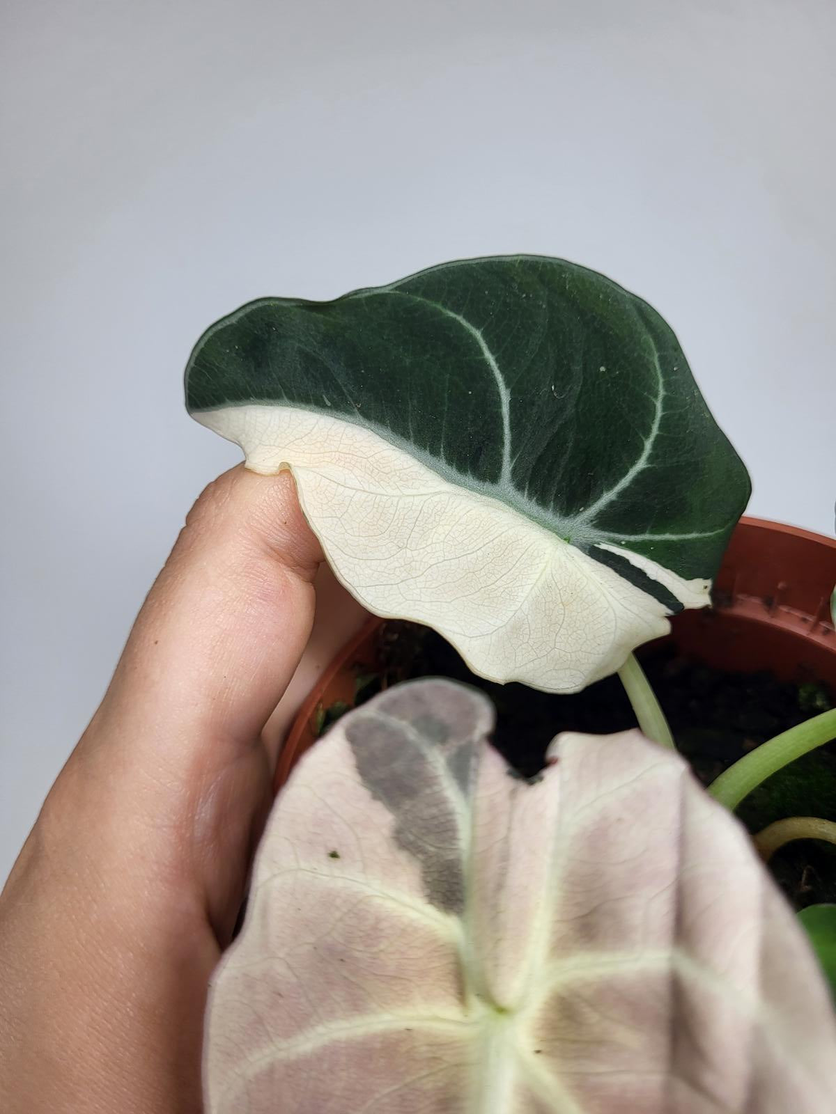 Alocasia Black Velvet Pink Variegata