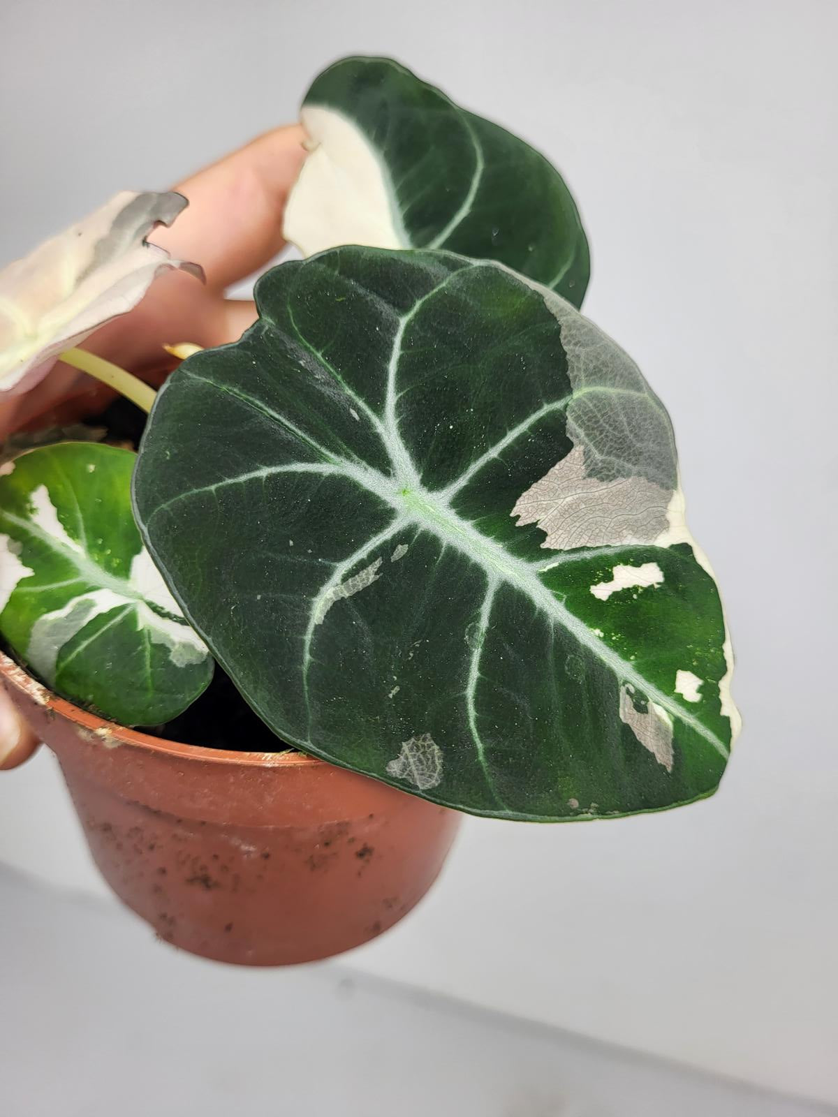Alocasia Black Velvet Pink Variegata
