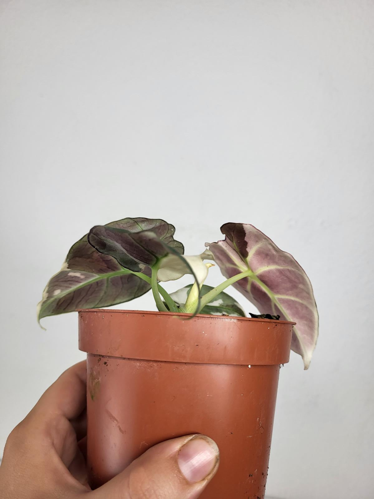 Alocasia Black Velvet Pink Variegata