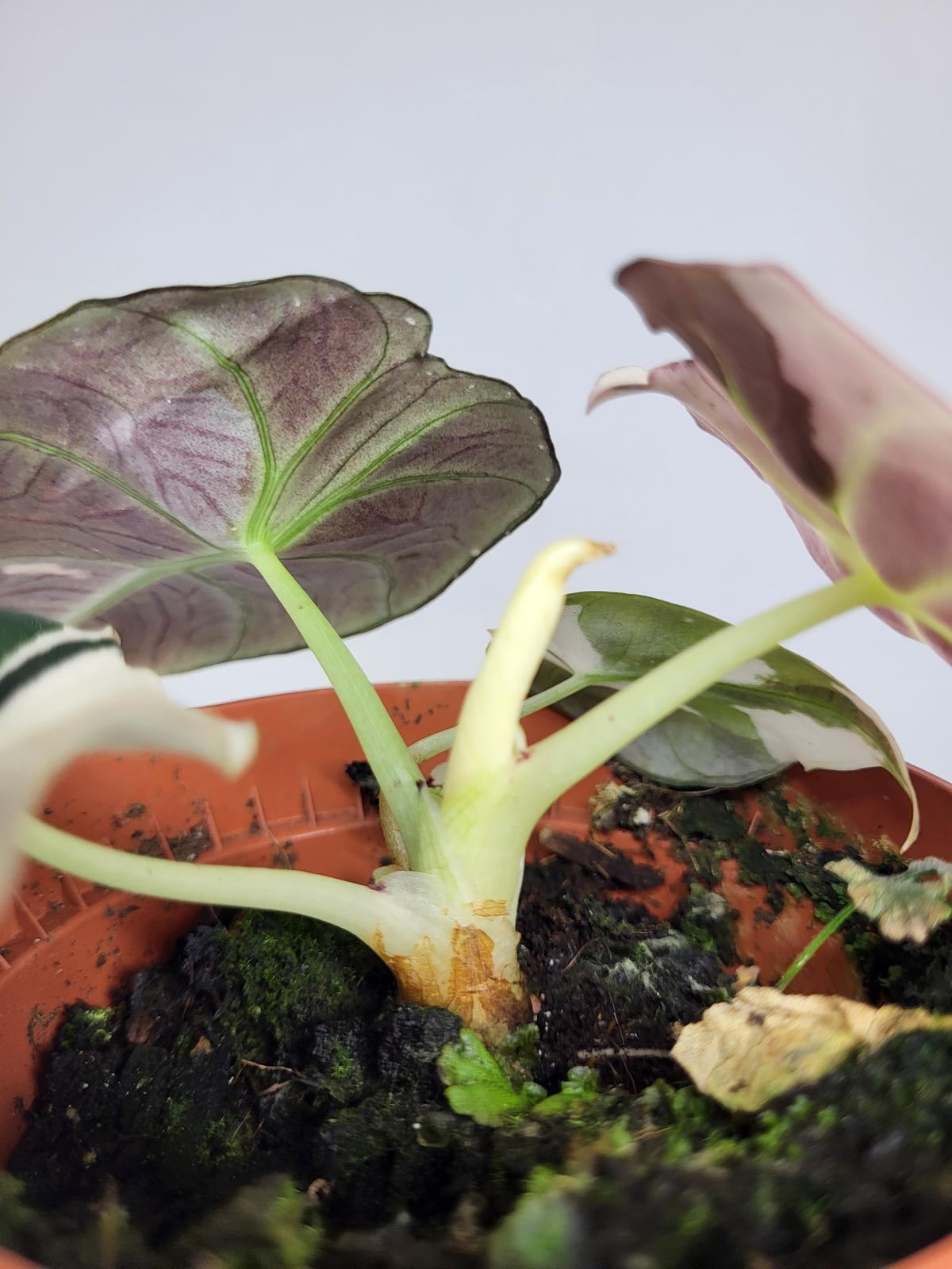 Alocasia Black Velvet Pink Variegata