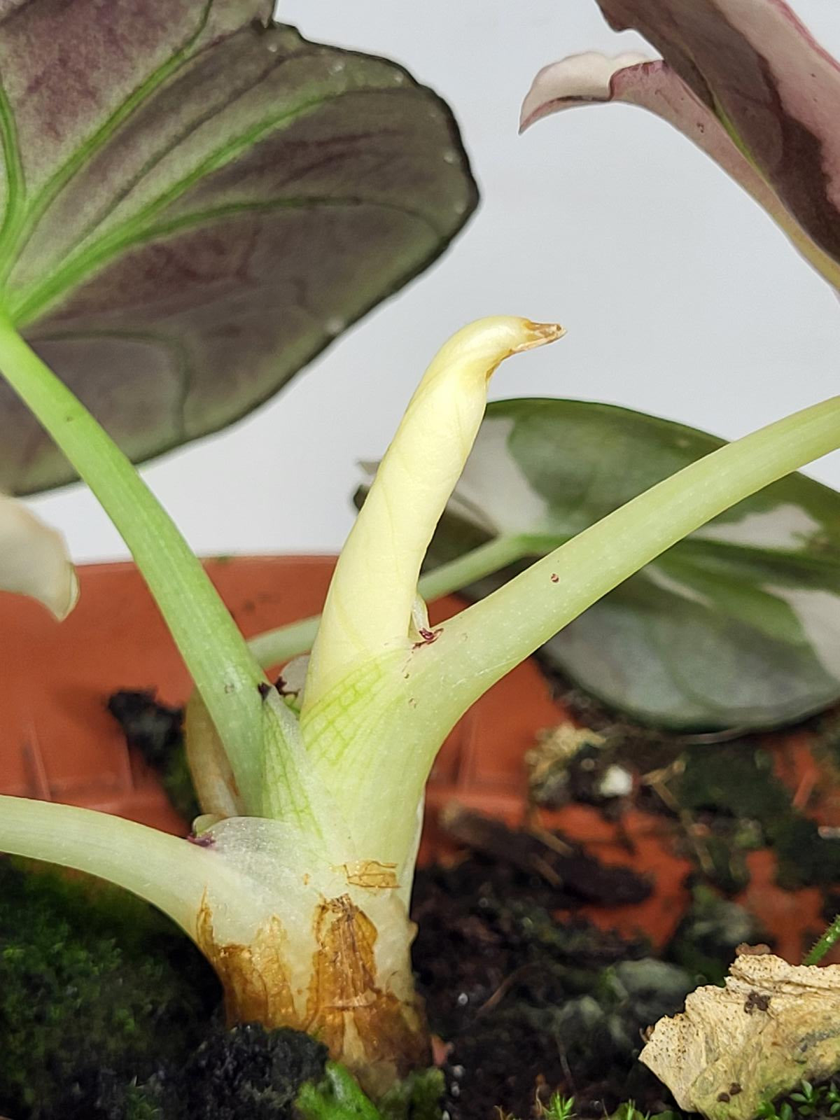 Alocasia Black Velvet Pink Variegata
