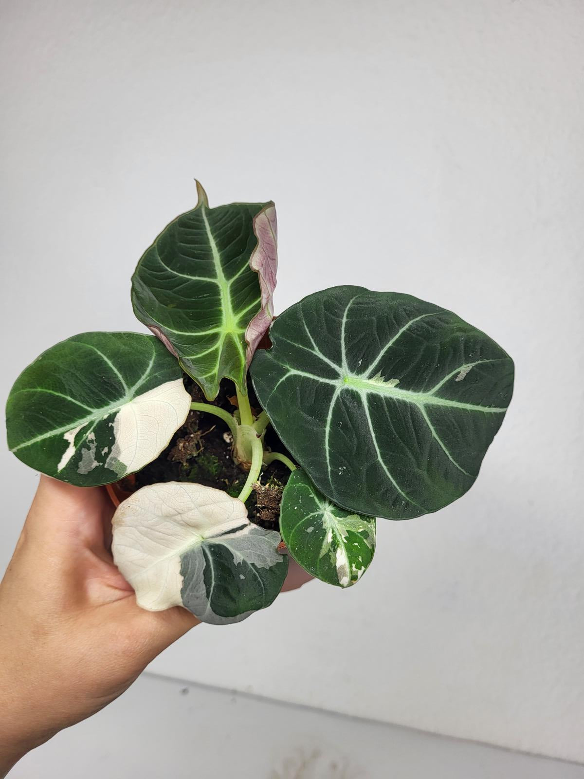Alocasia Black Velvet Pink Variegata