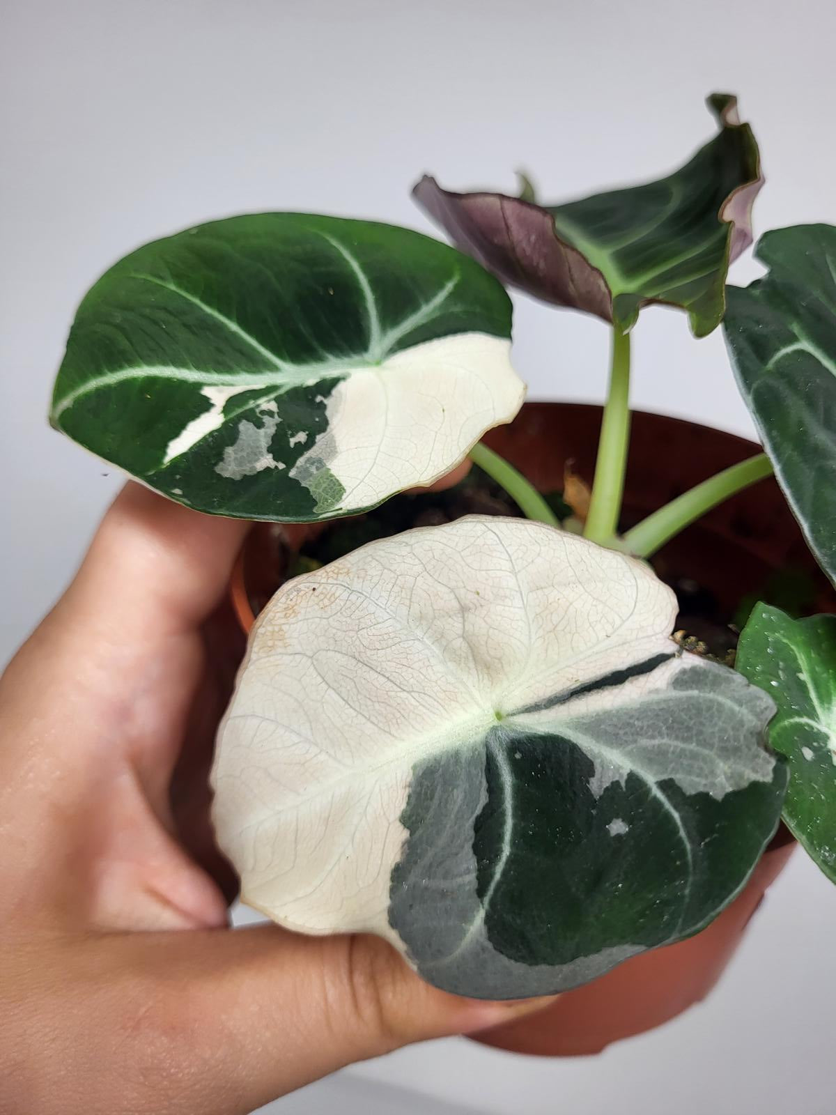 Alocasia Black Velvet Pink Variegata