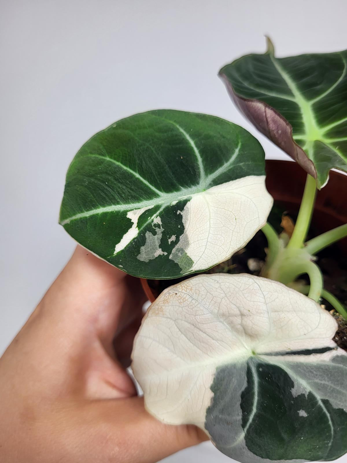 Alocasia Black Velvet Pink Variegata
