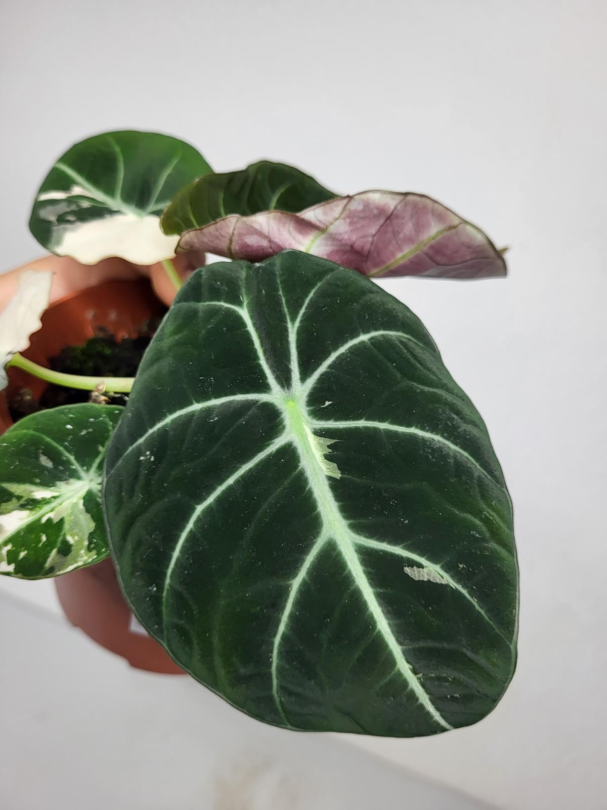 Alocasia Black Velvet Pink Variegata