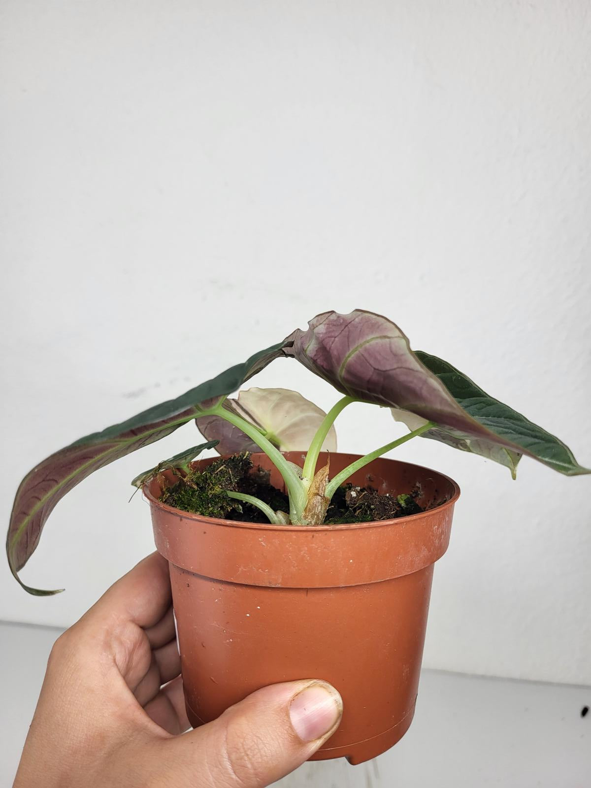 Alocasia Black Velvet Pink Variegata