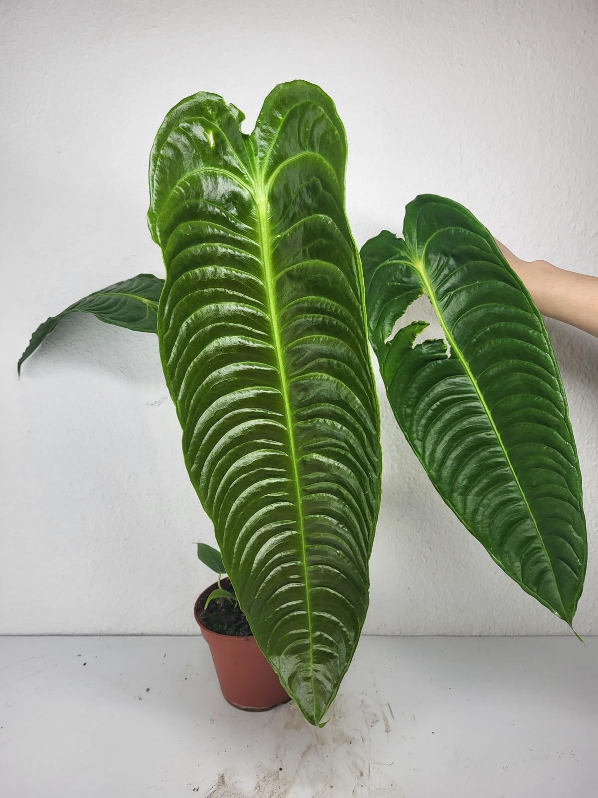Anthurium Veitchii Narrow Form