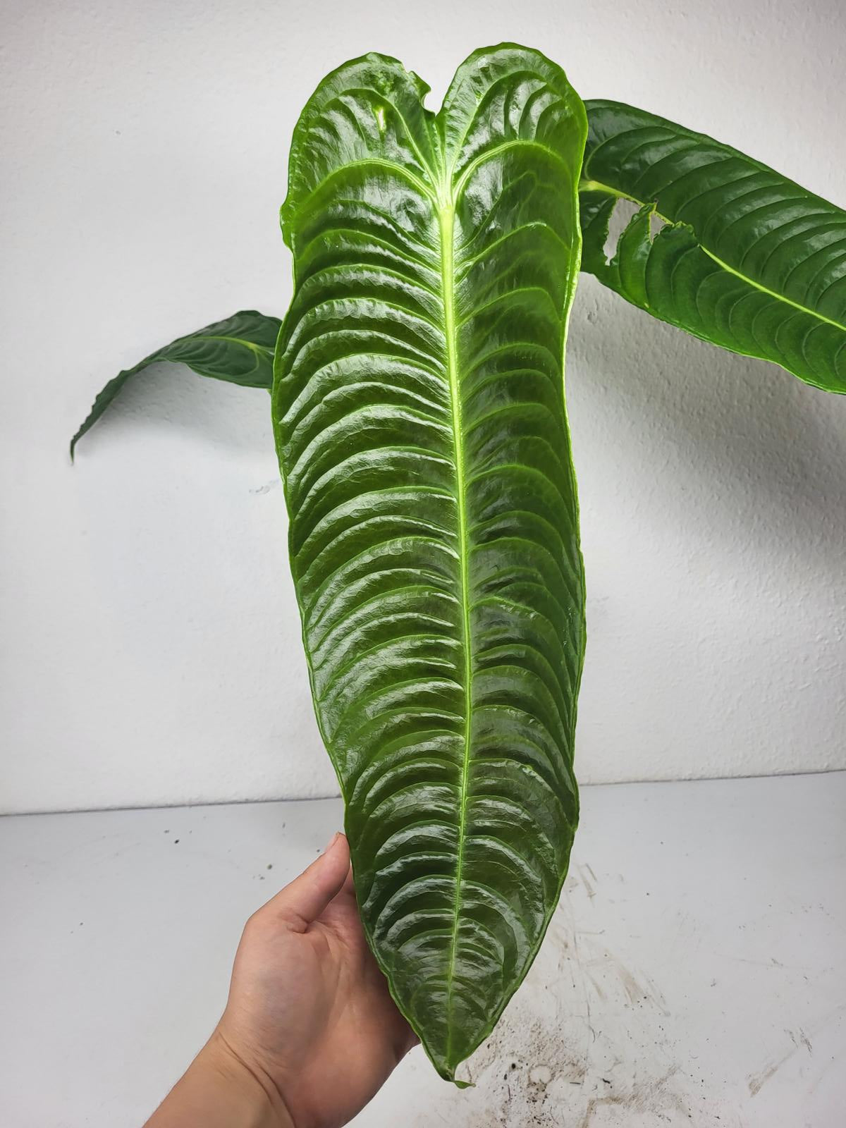 Anthurium Veitchii Narrow Form