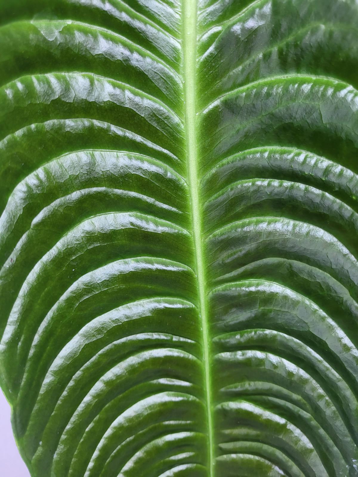 Anthurium Veitchii Narrow Form