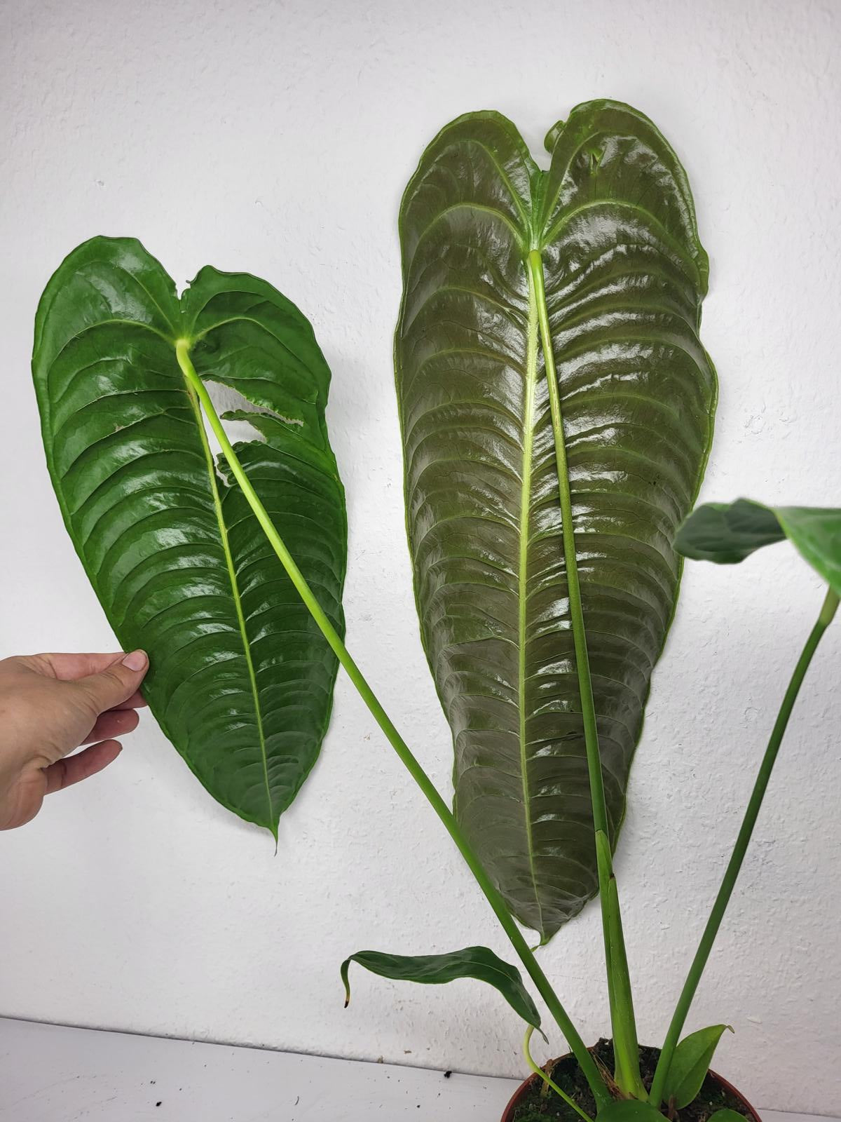 Anthurium Veitchii Narrow Form