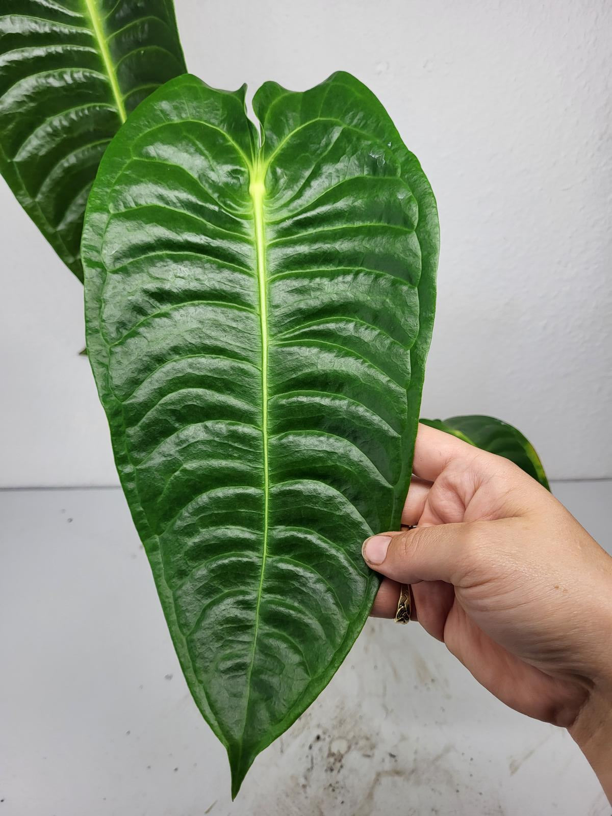 Anthurium Veitchii Narrow Form