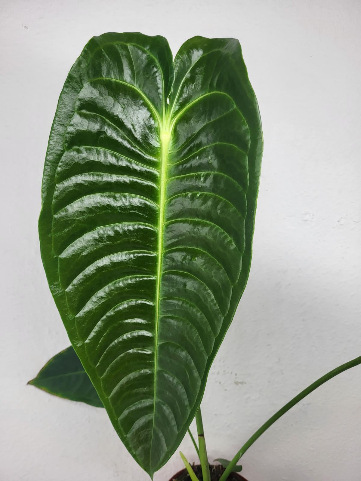 Anthurium Veitchii Narrow Form