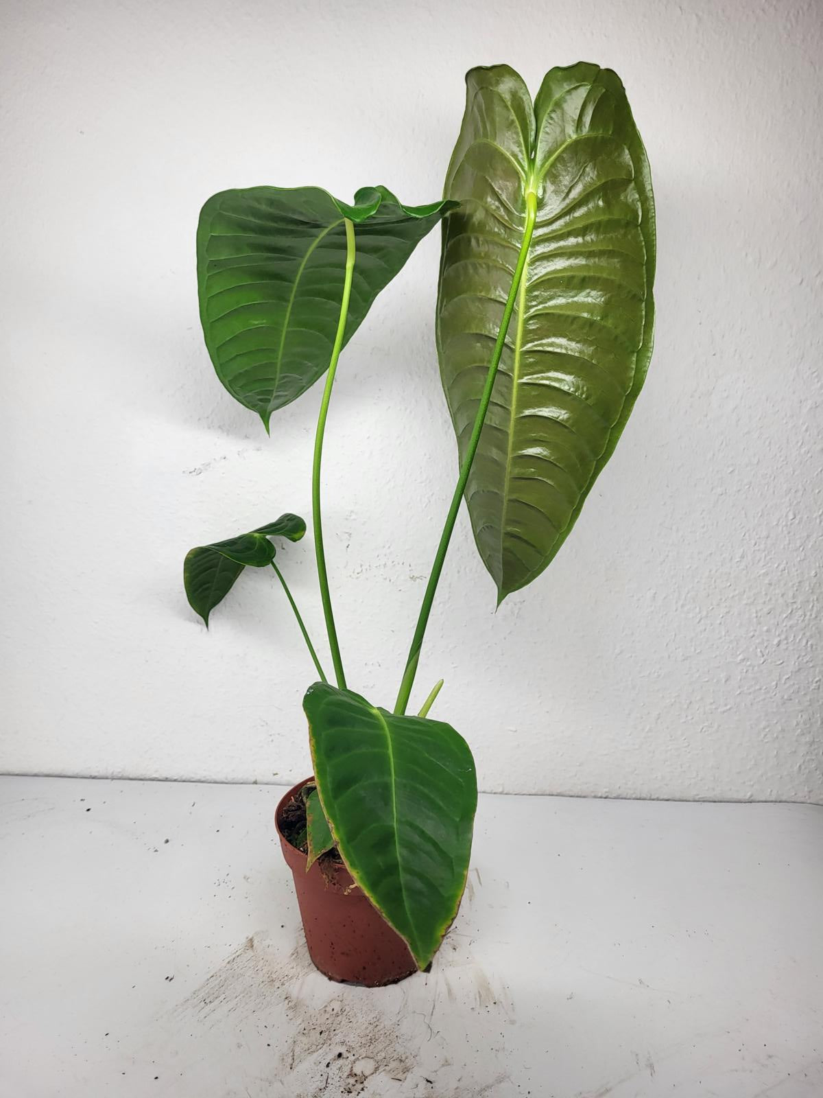 Anthurium Veitchii Narrow Form