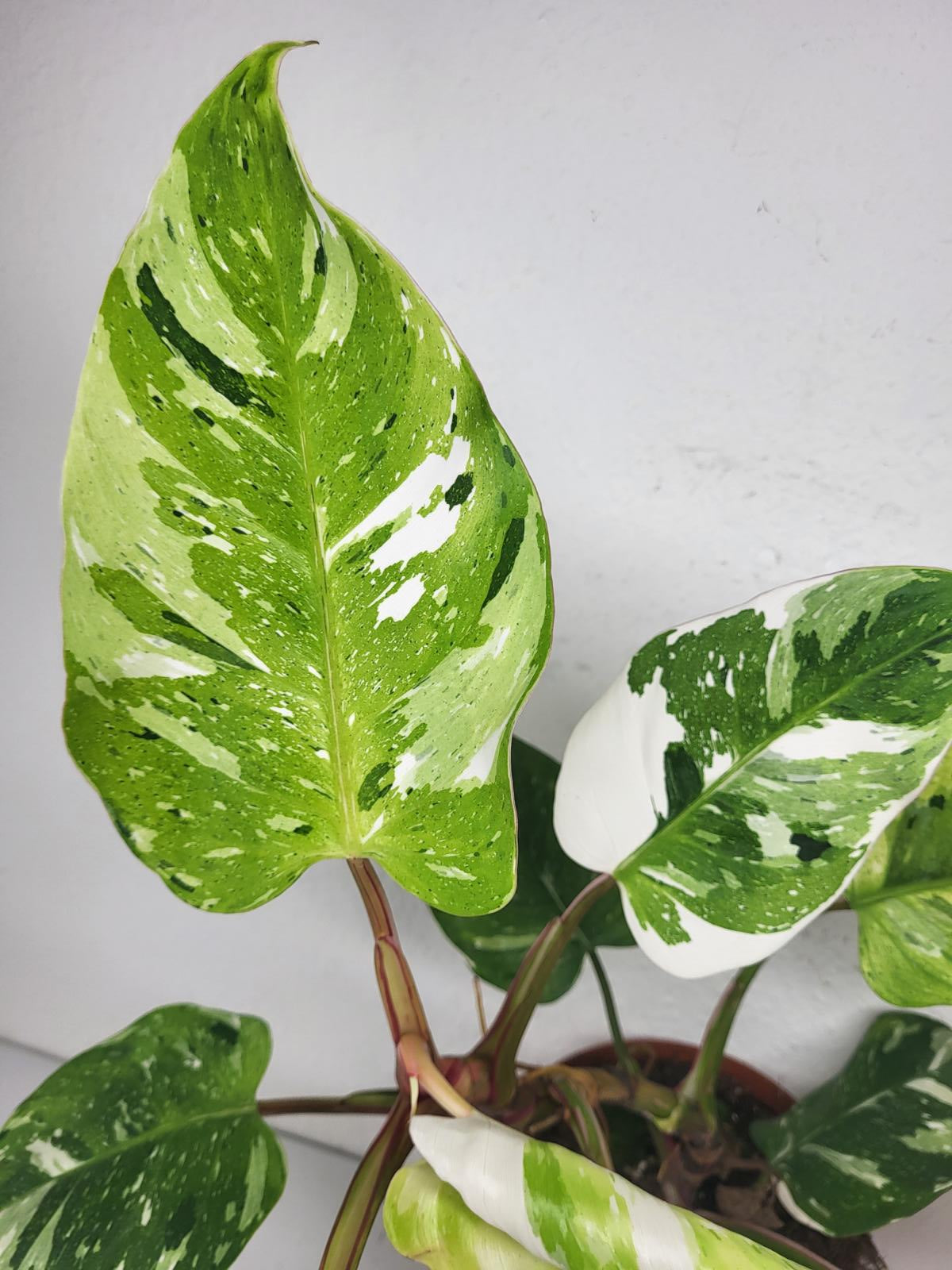 Philodendron White Princess Aurea Tricolor