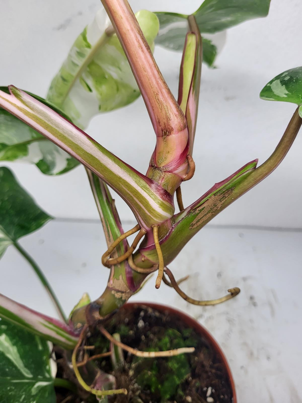 Philodendron White Princess Aurea Tricolor