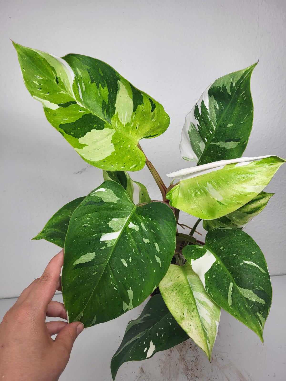 Philodendron White Princess Aurea Tricolor