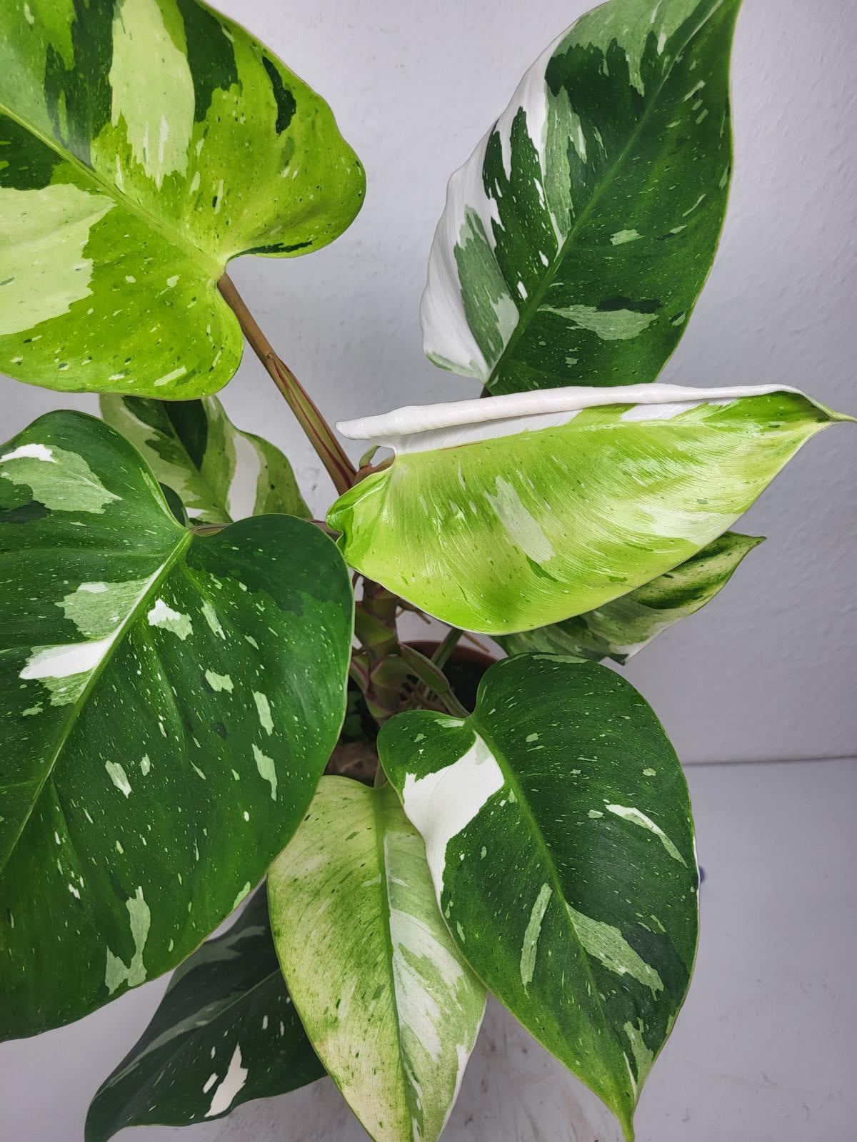 Philodendron White Princess Aurea Tricolor