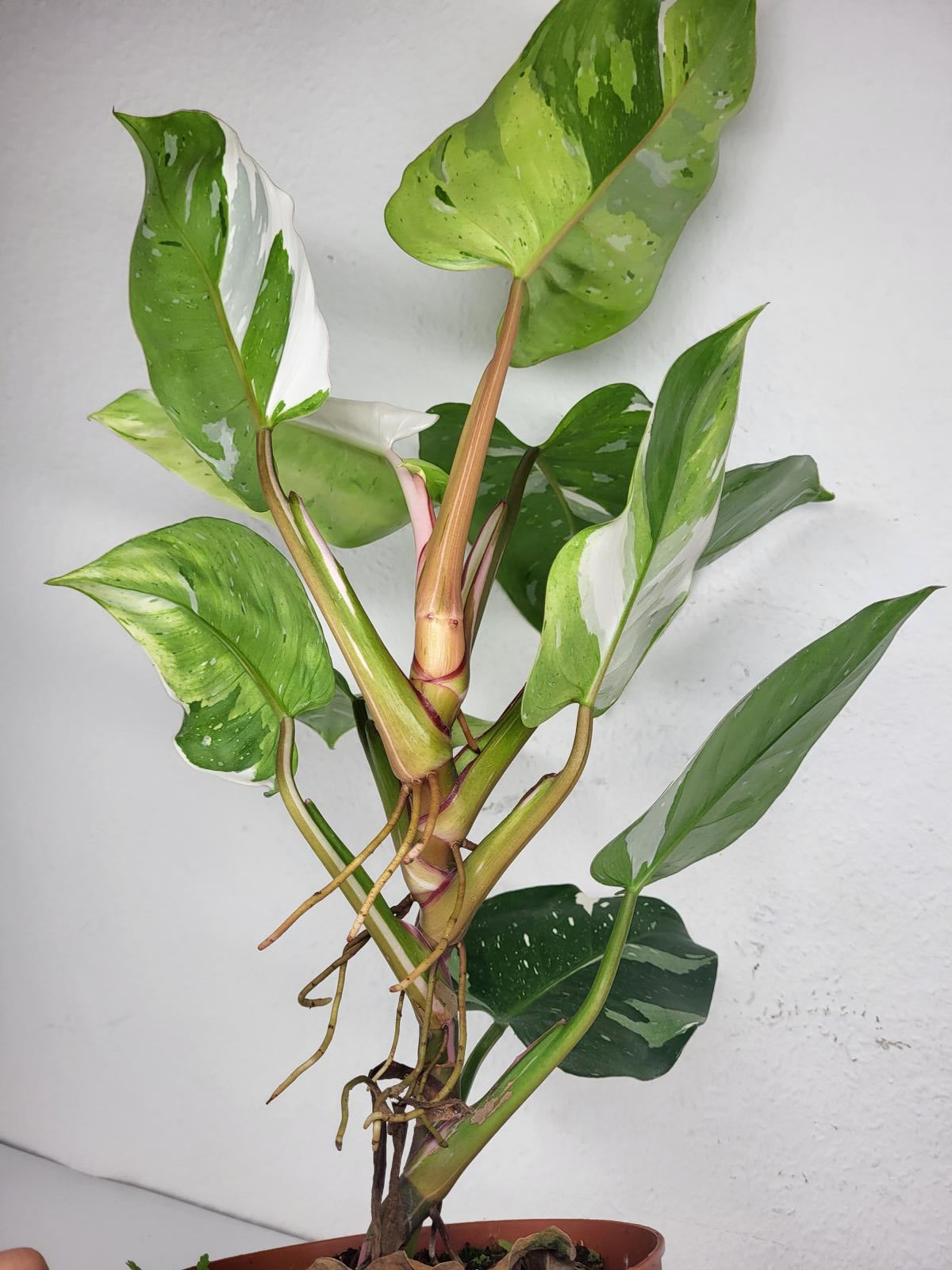 Philodendron White Princess Aurea Tricolor