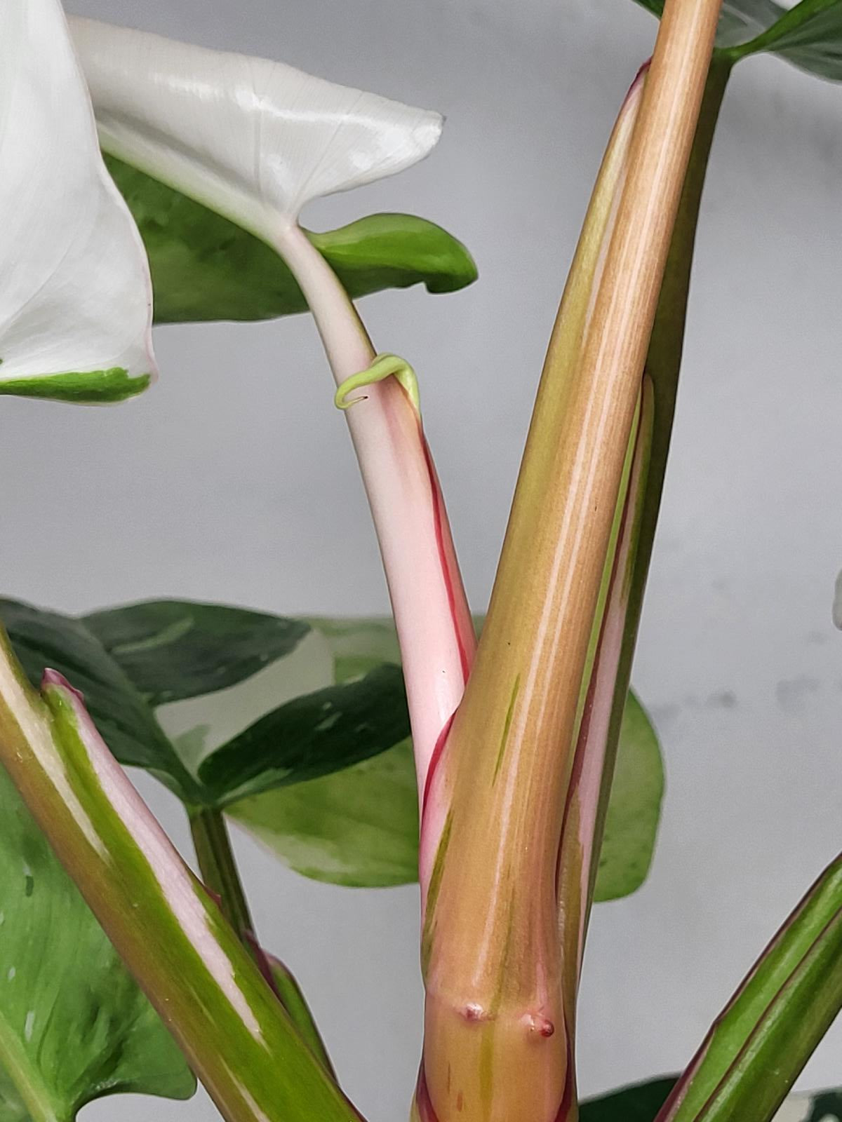 Philodendron White Princess Aurea Tricolor
