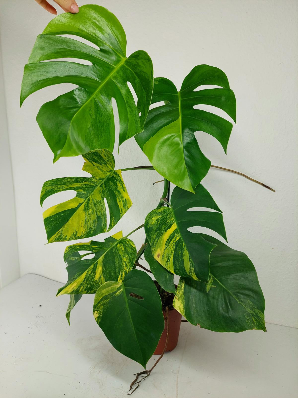 Monstera Aurea Variegata