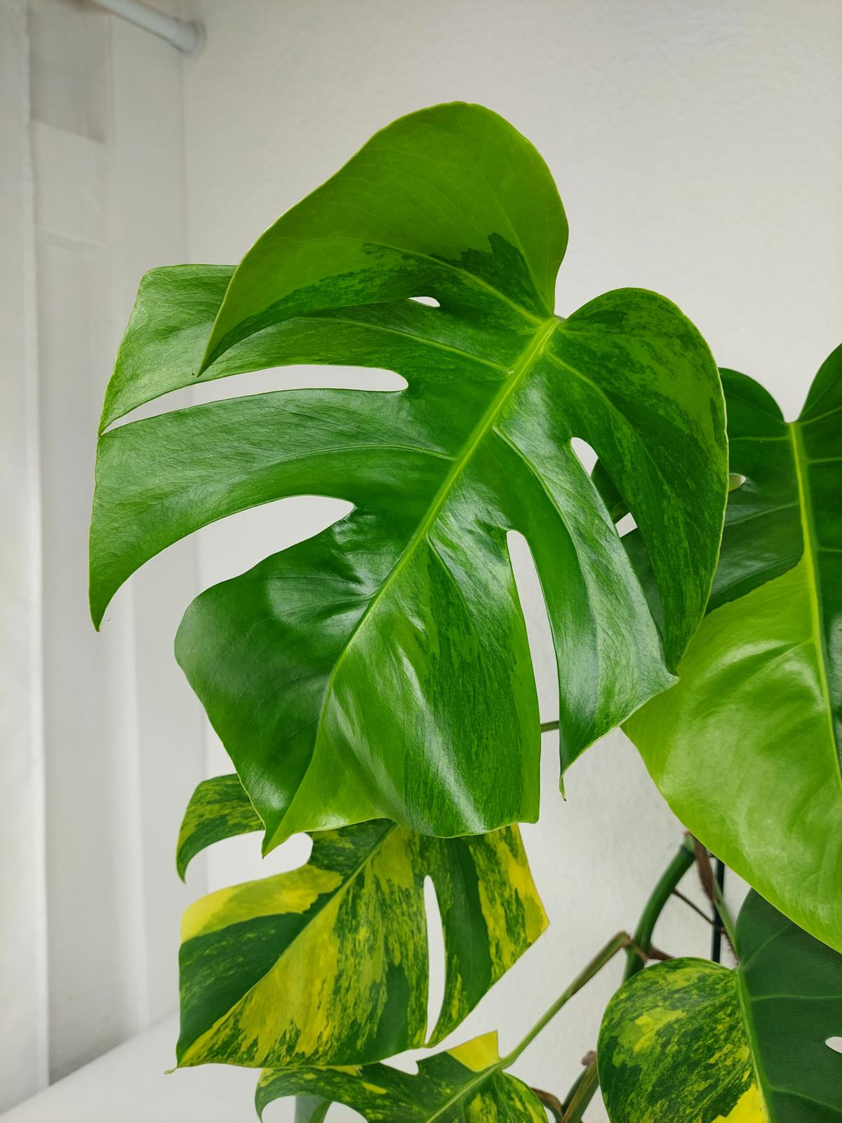 Monstera Aurea Variegata