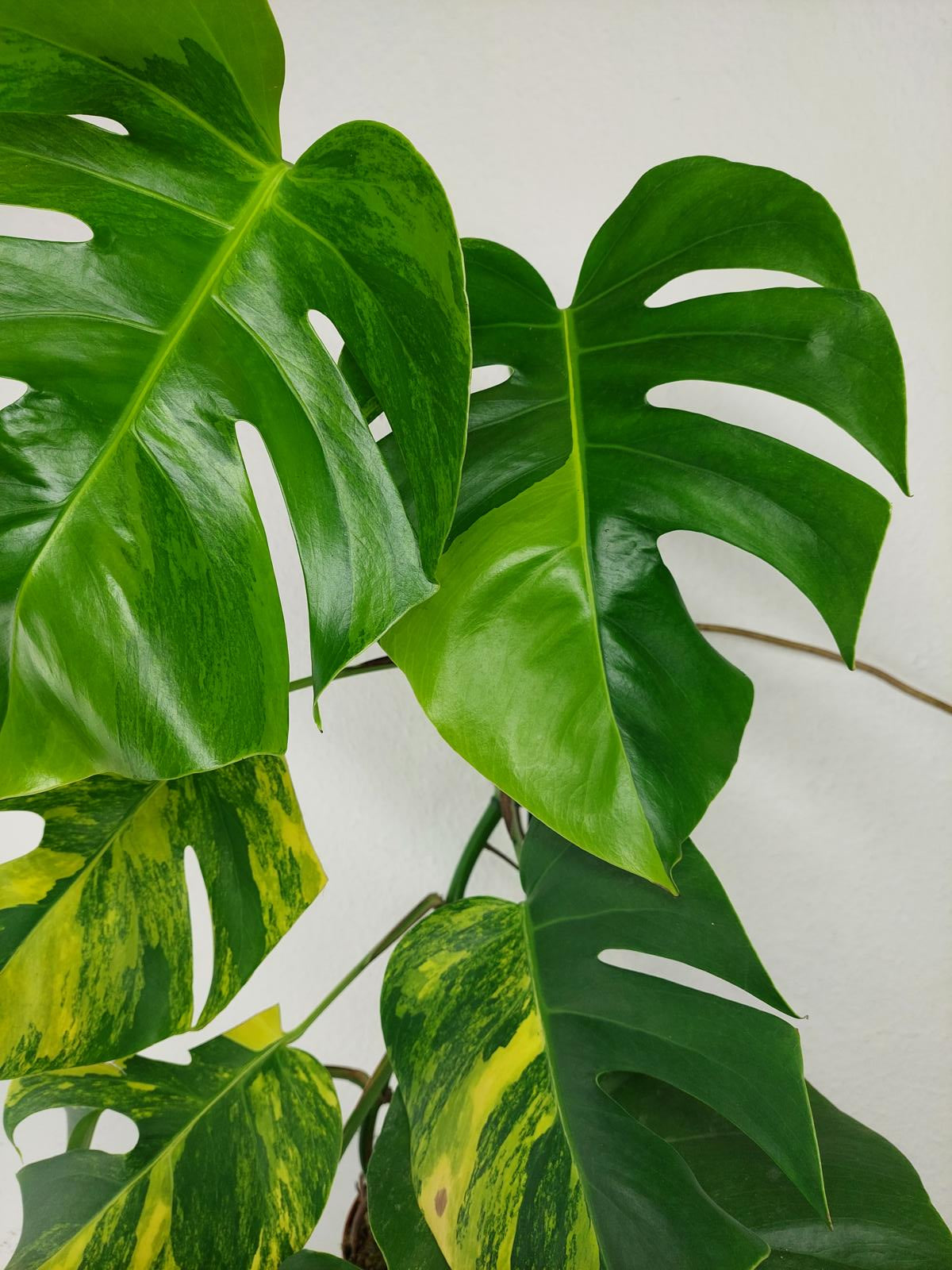 Monstera Aurea Variegata