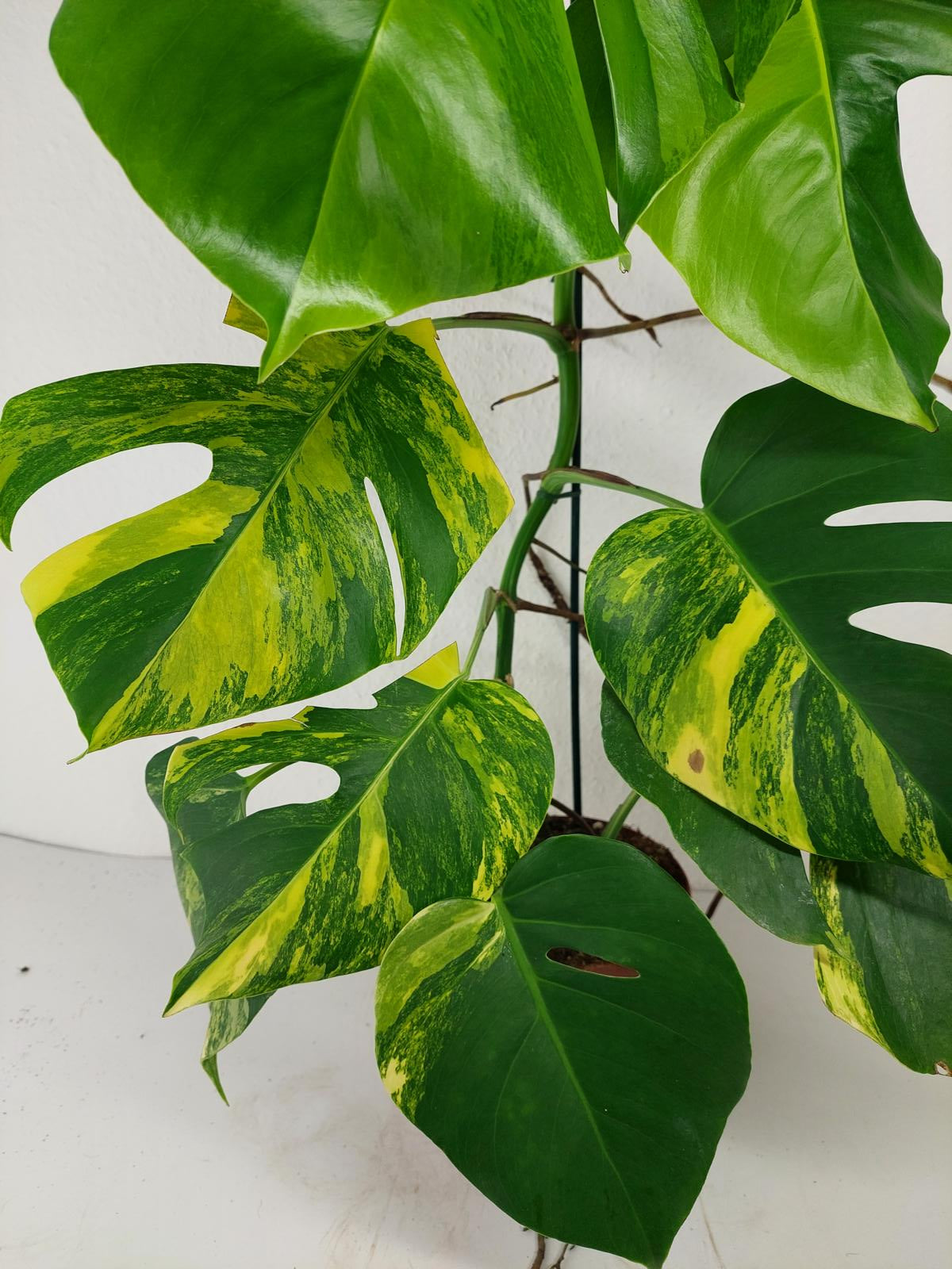 Monstera Aurea Variegata