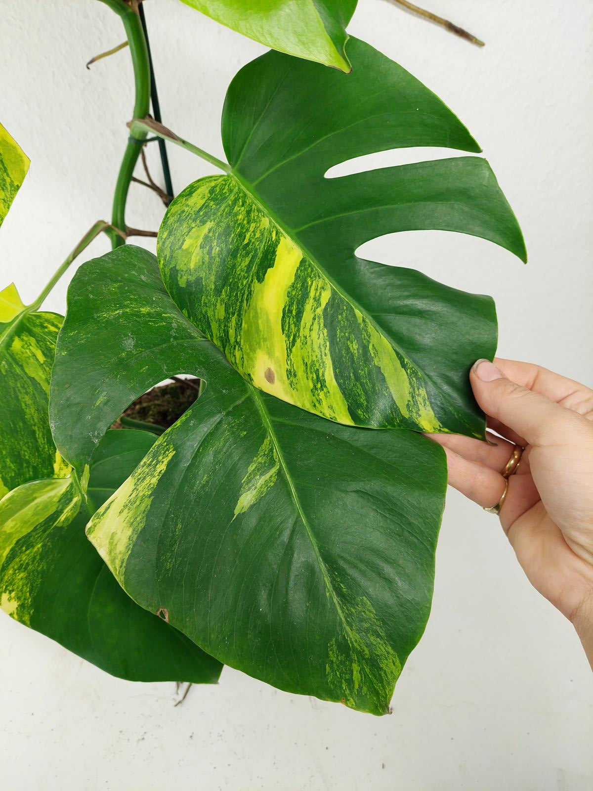 Monstera Aurea Variegata
