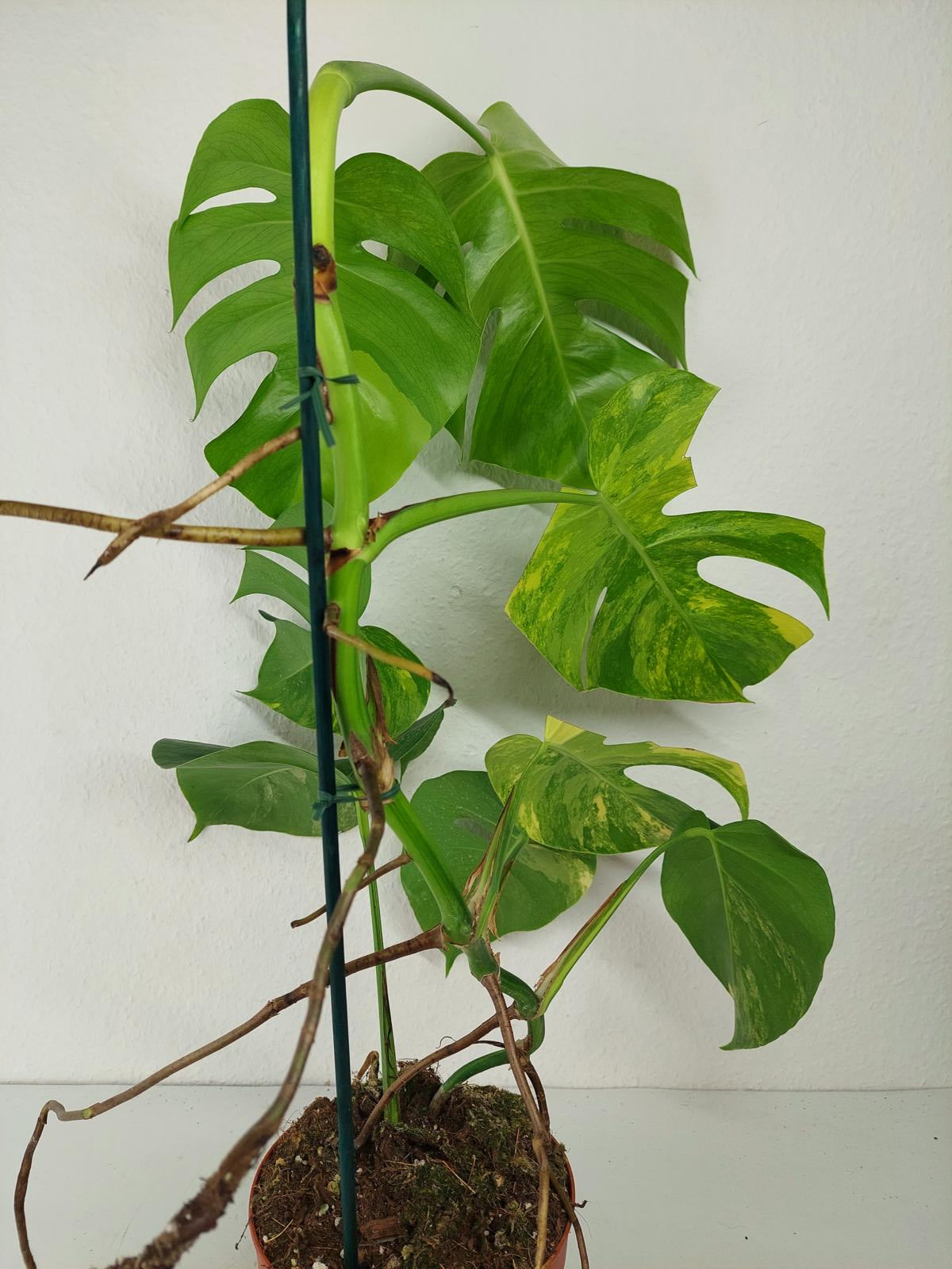 Monstera Aurea Variegata