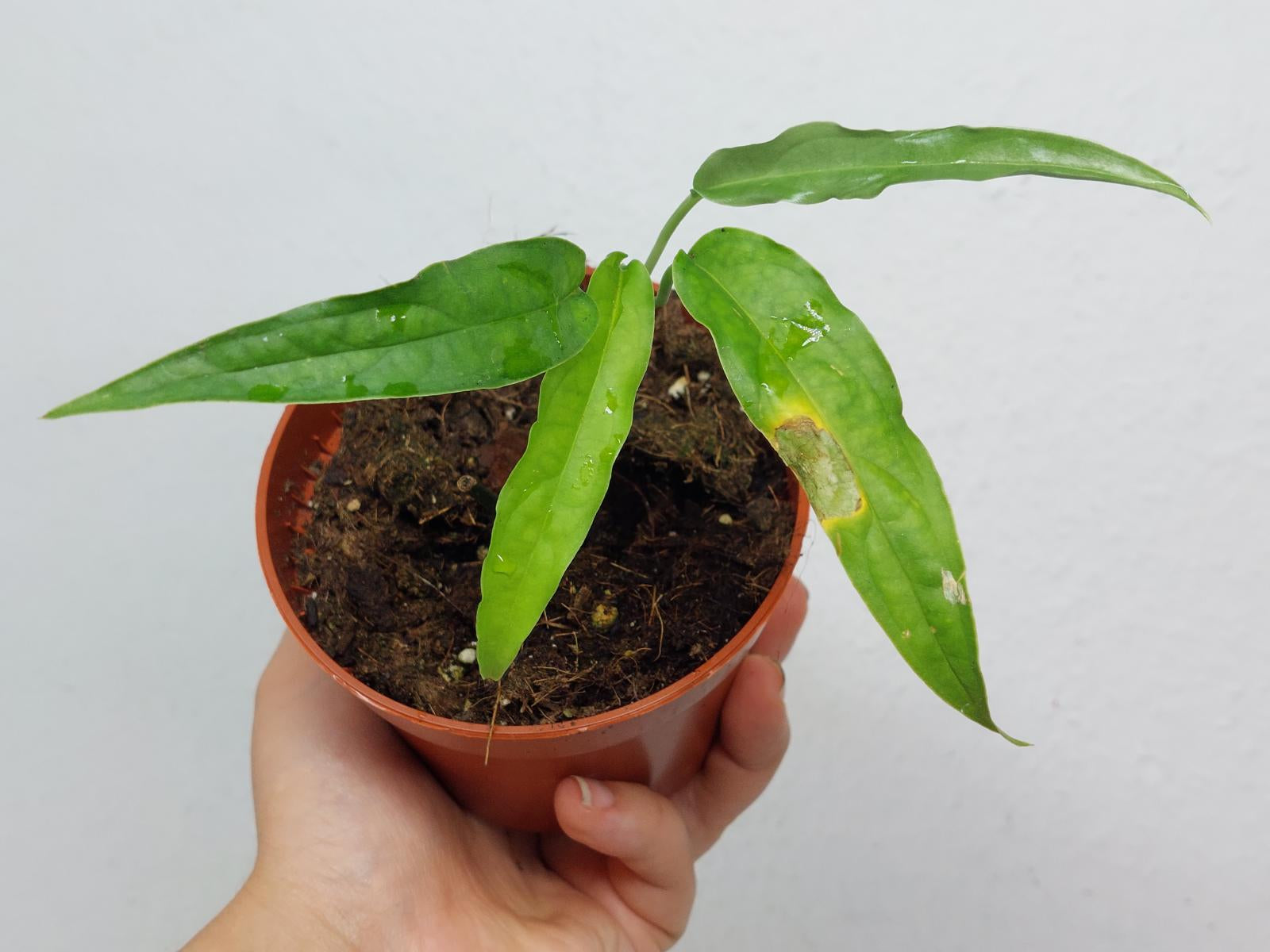 Monstera Obliqua Yasuni