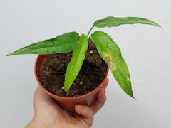 Monstera Obliqua Yasuni