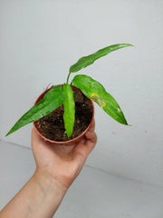 Monstera Obliqua Yasuni