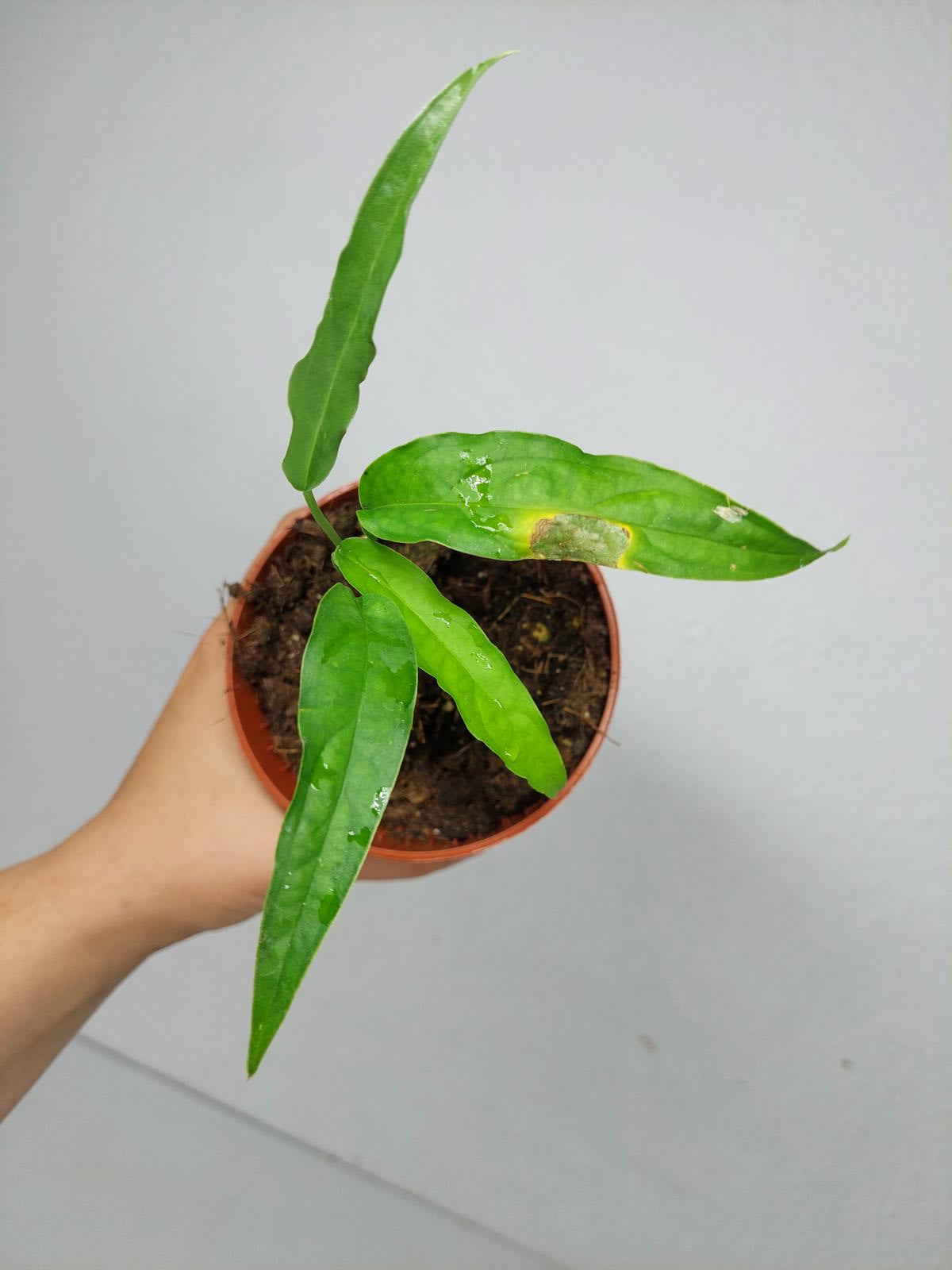 Monstera Obliqua Yasuni