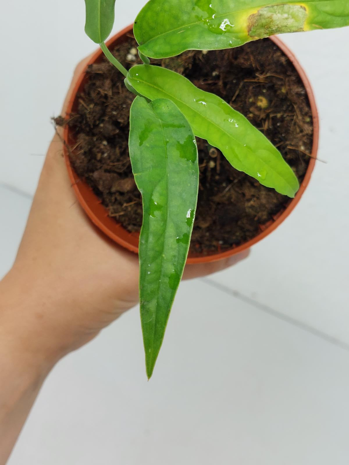 Monstera Obliqua Yasuni