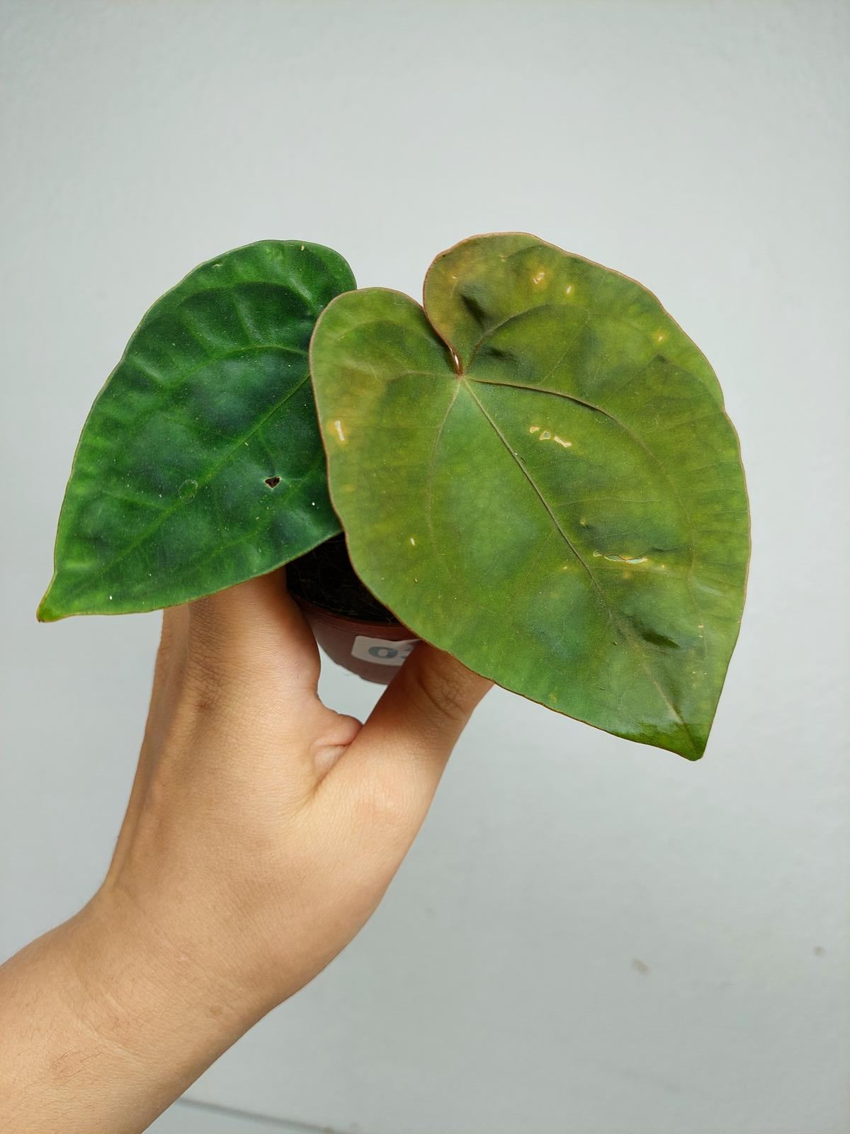 Anthurium Dressleri Pure