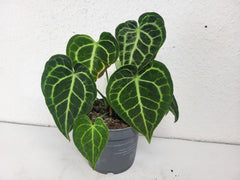 Anthurium Clarinervium mit spontaner Panaschierung