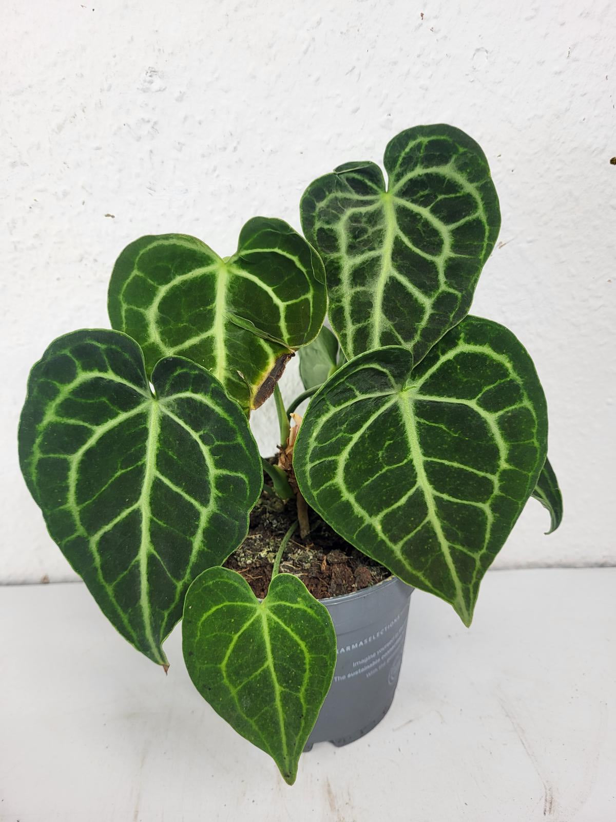 Anthurium Clarinervium mit spontaner Panaschierung