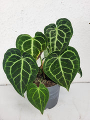 Anthurium Clarinervium mit spontaner Panaschierung