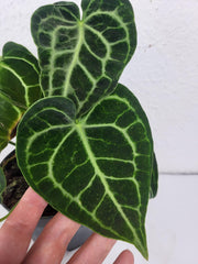 Anthurium Clarinervium mit spontaner Panaschierung