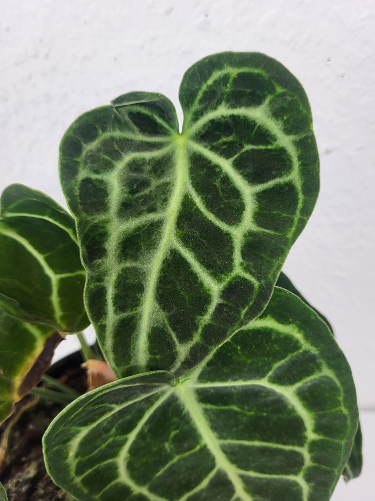 Anthurium Clarinervium mit spontaner Panaschierung