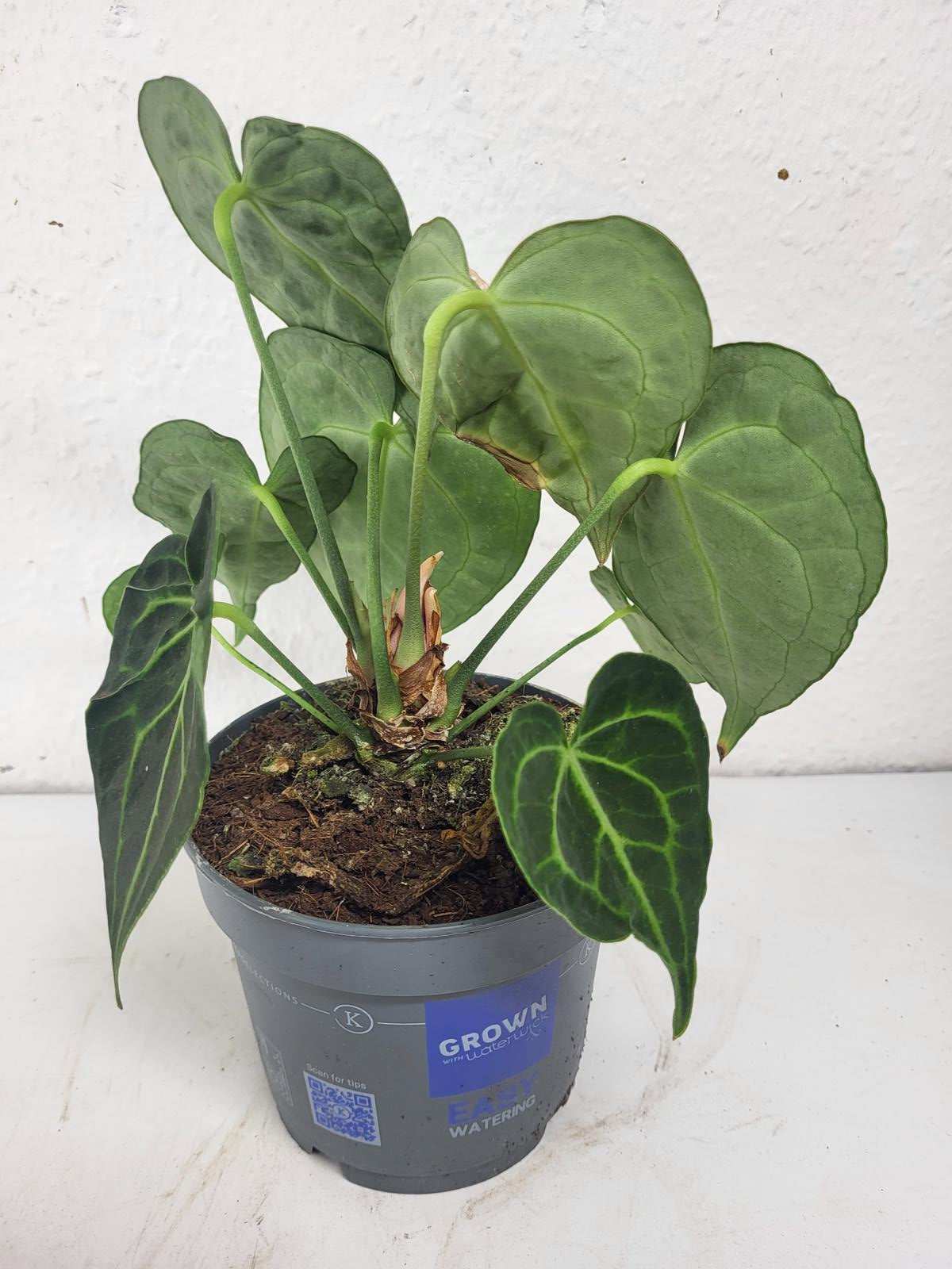 Anthurium Clarinervium mit spontaner Panaschierung
