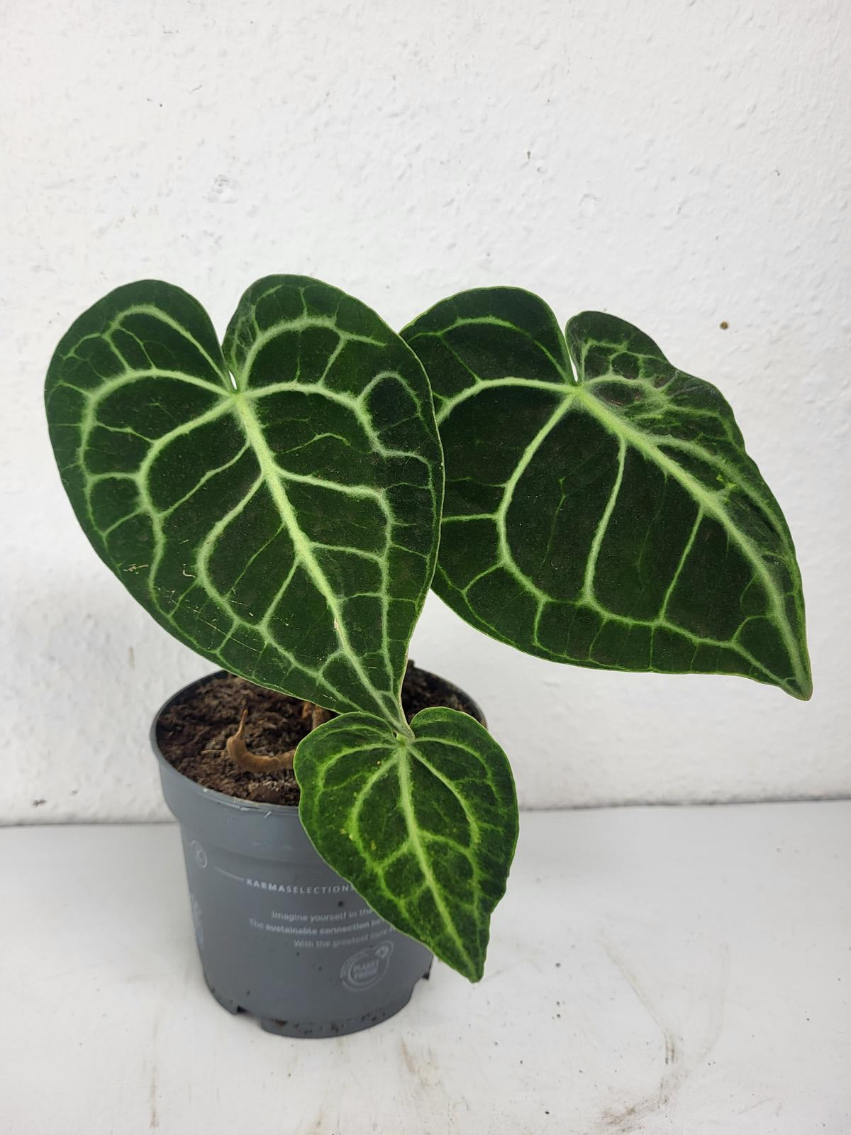 Anthurium Clarinervium mit spontaner Panaschierung