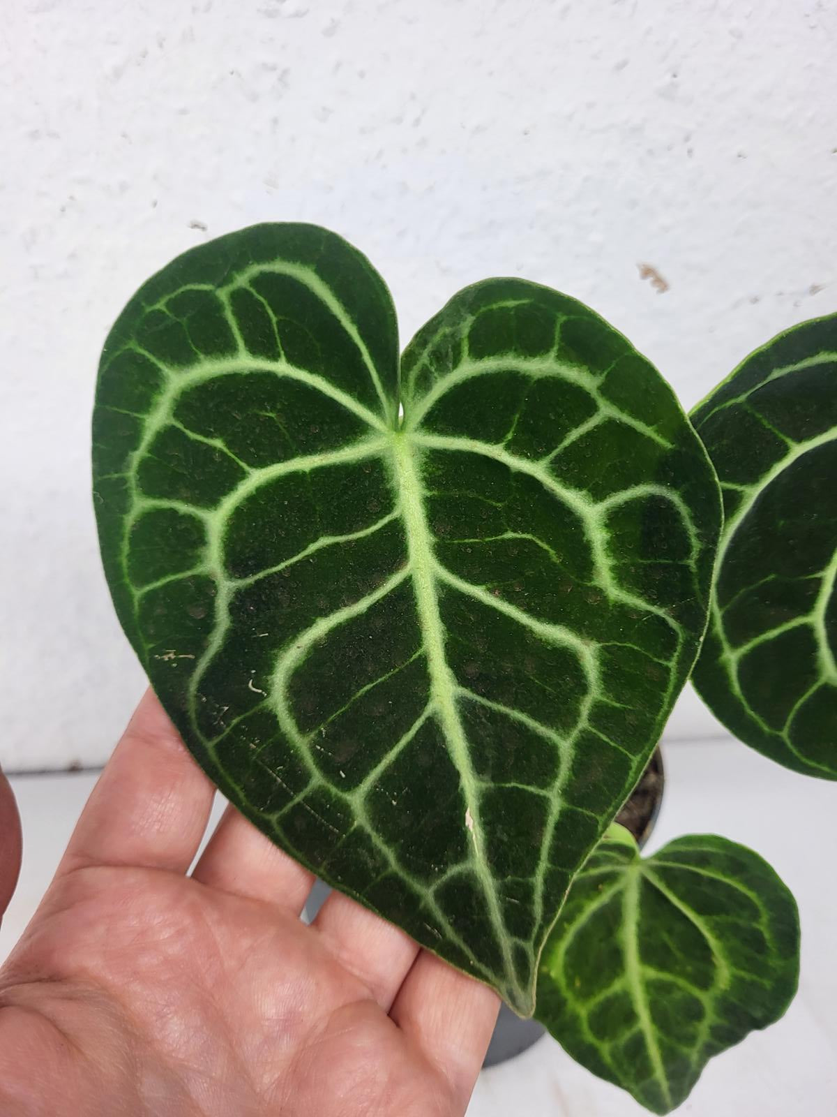 Anthurium Clarinervium mit spontaner Panaschierung