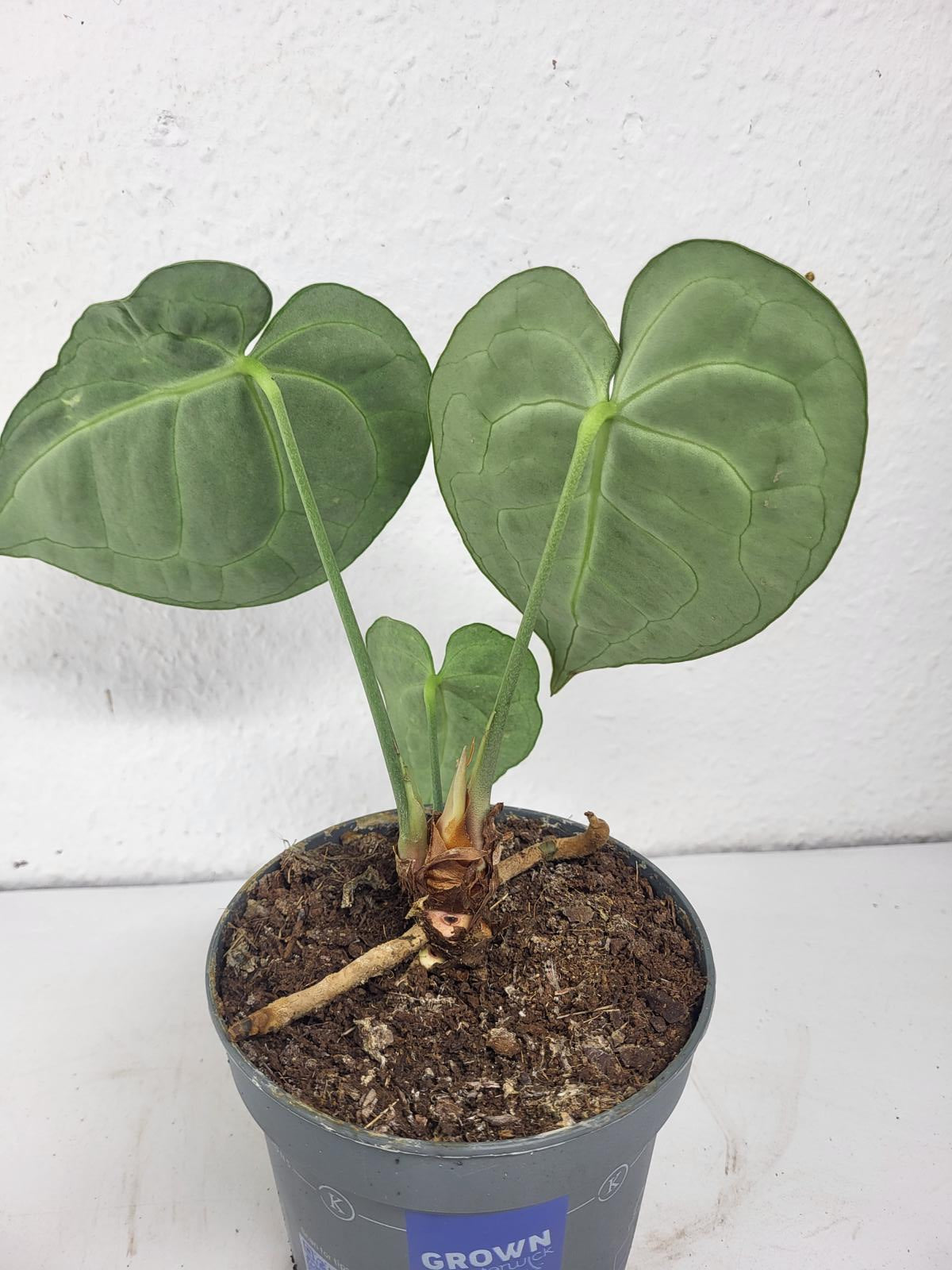 Anthurium Clarinervium mit spontaner Panaschierung