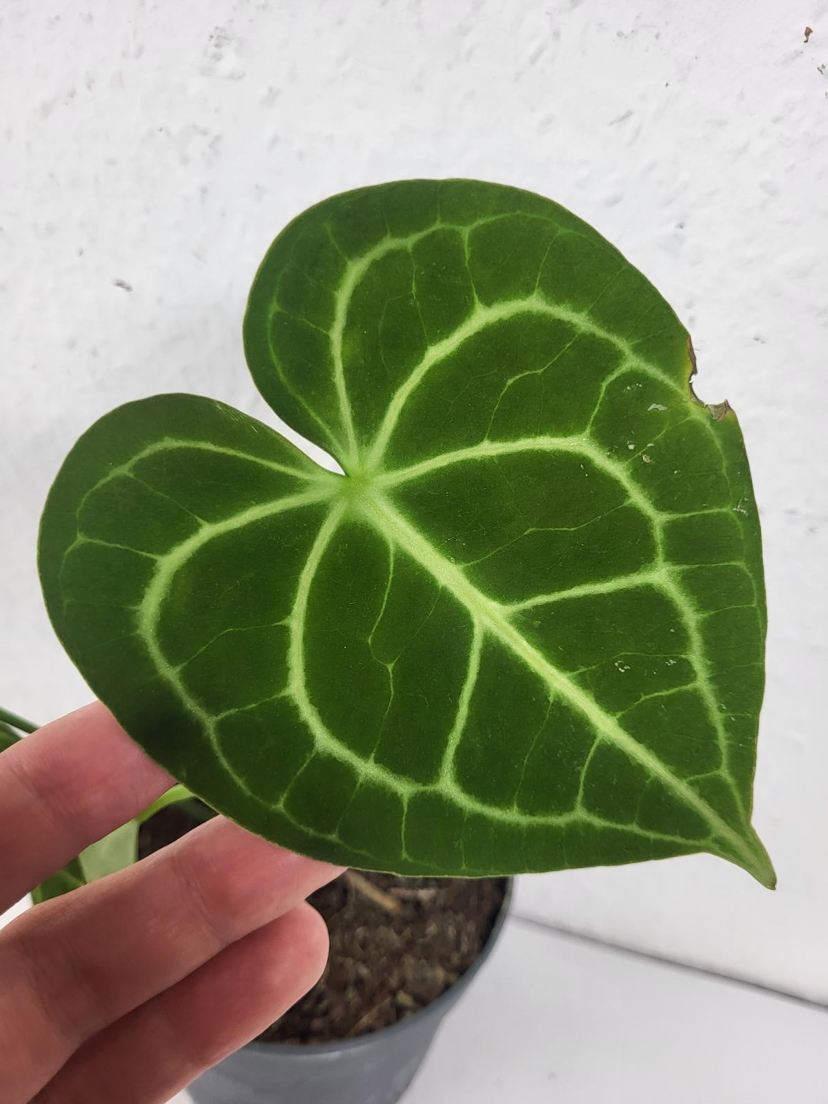 Anthurium Clarinervium mit spontaner Panaschierung