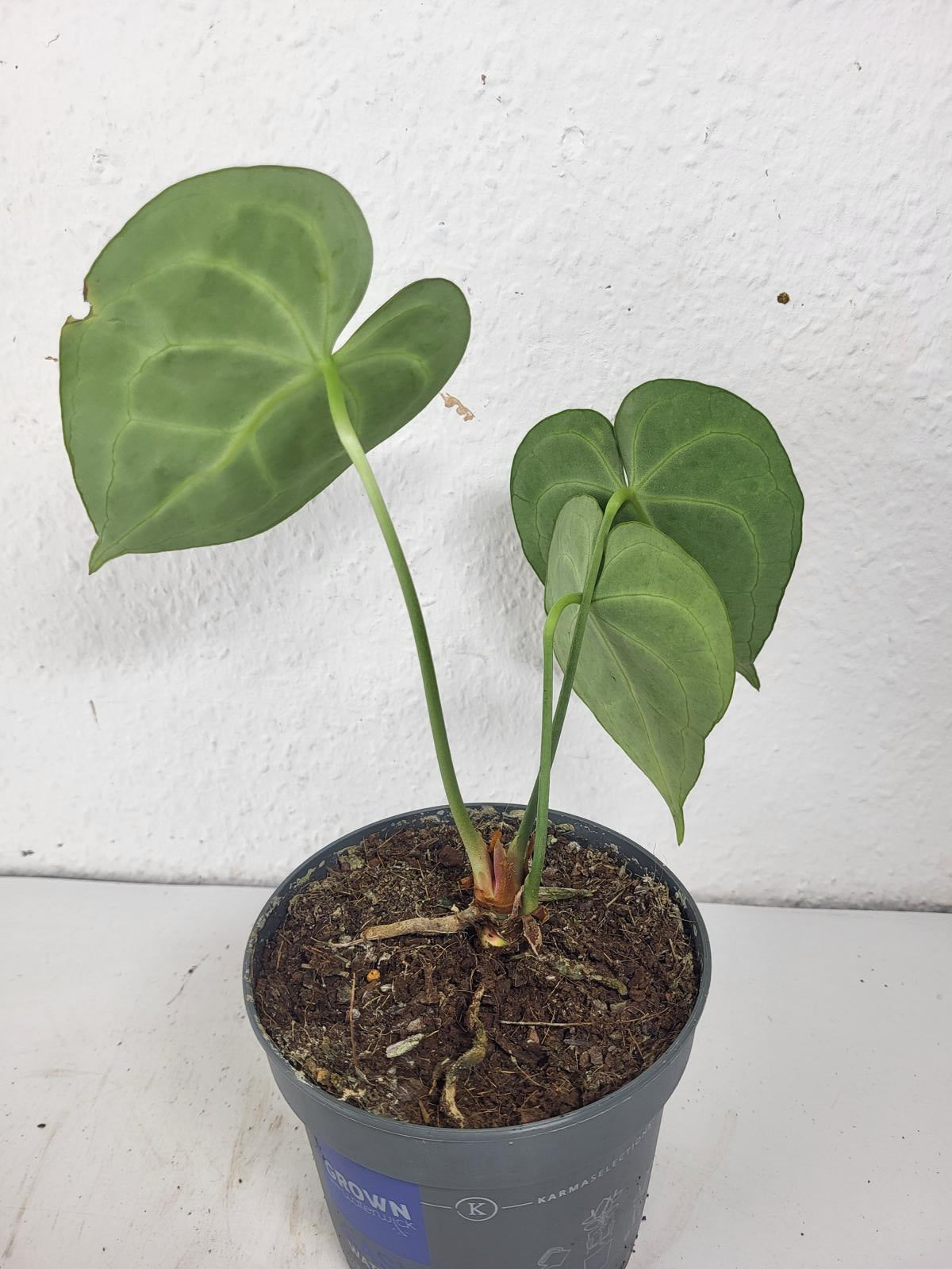 Anthurium Clarinervium mit spontaner Panaschierung