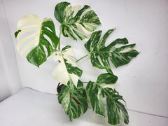 Monstera Variegata (zum aussuchen)