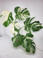 Monstera Variegata (zum aussuchen)